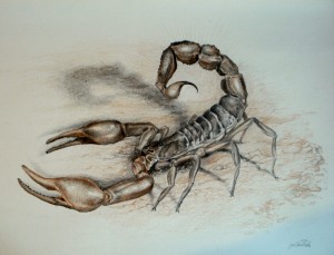 2012 Škorpion, tužka a rudka na papíře 29 x 21 cm